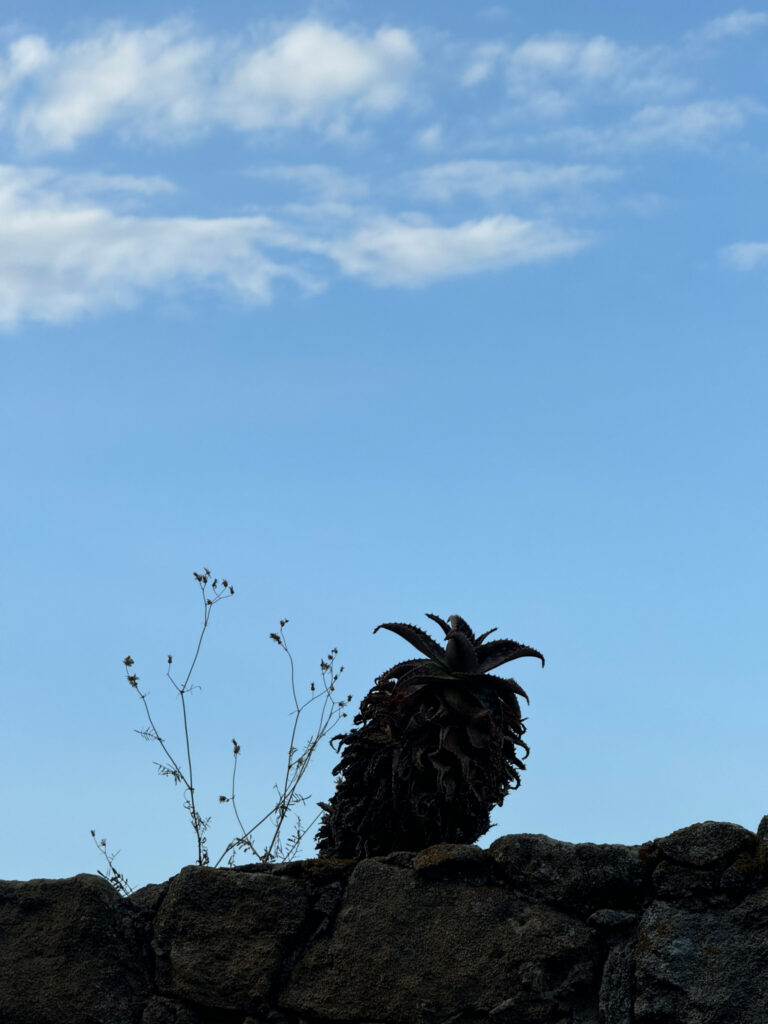 agave travestita da ananas